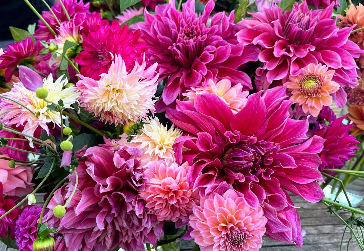 Emory Paul dahlia, purple informal decorative bloom, view 4