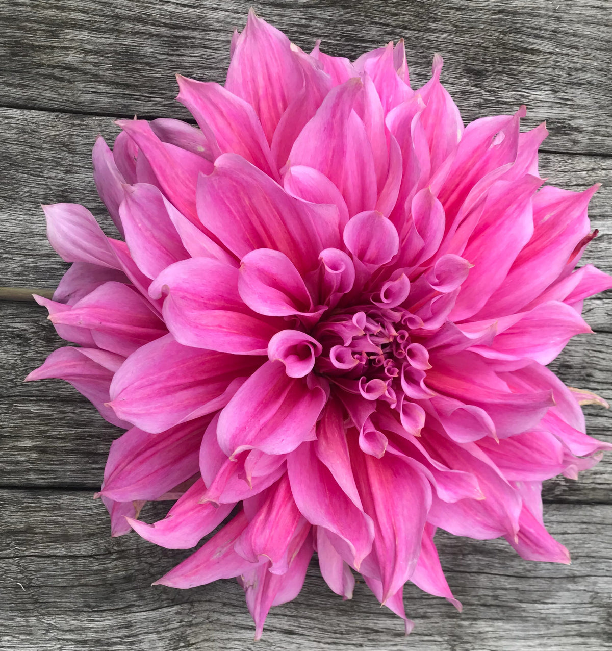 Emory Paul dahlia, purple informal decorative bloom