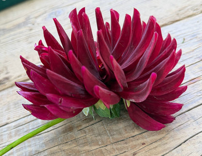 Holly Hill Black Beauty dahlia tuber — photo 2