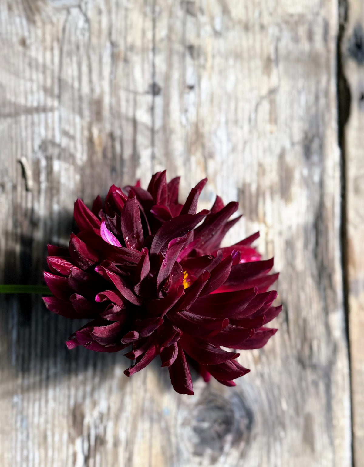 Holly Hill Black Beauty dahlia tuber — photo 3
