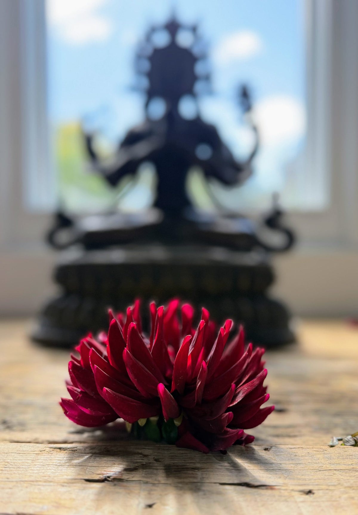 Holly Hill Black Beauty dahlia tuber — photo 4