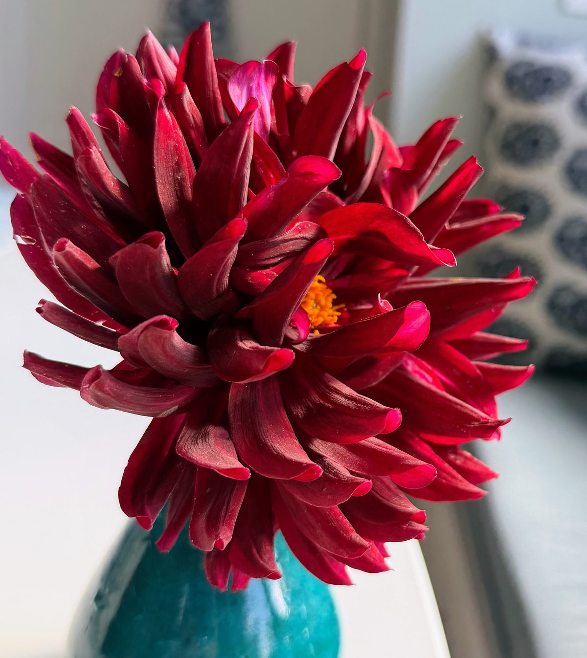 Holly Hill Black Beauty dahlia tuber — photo 5