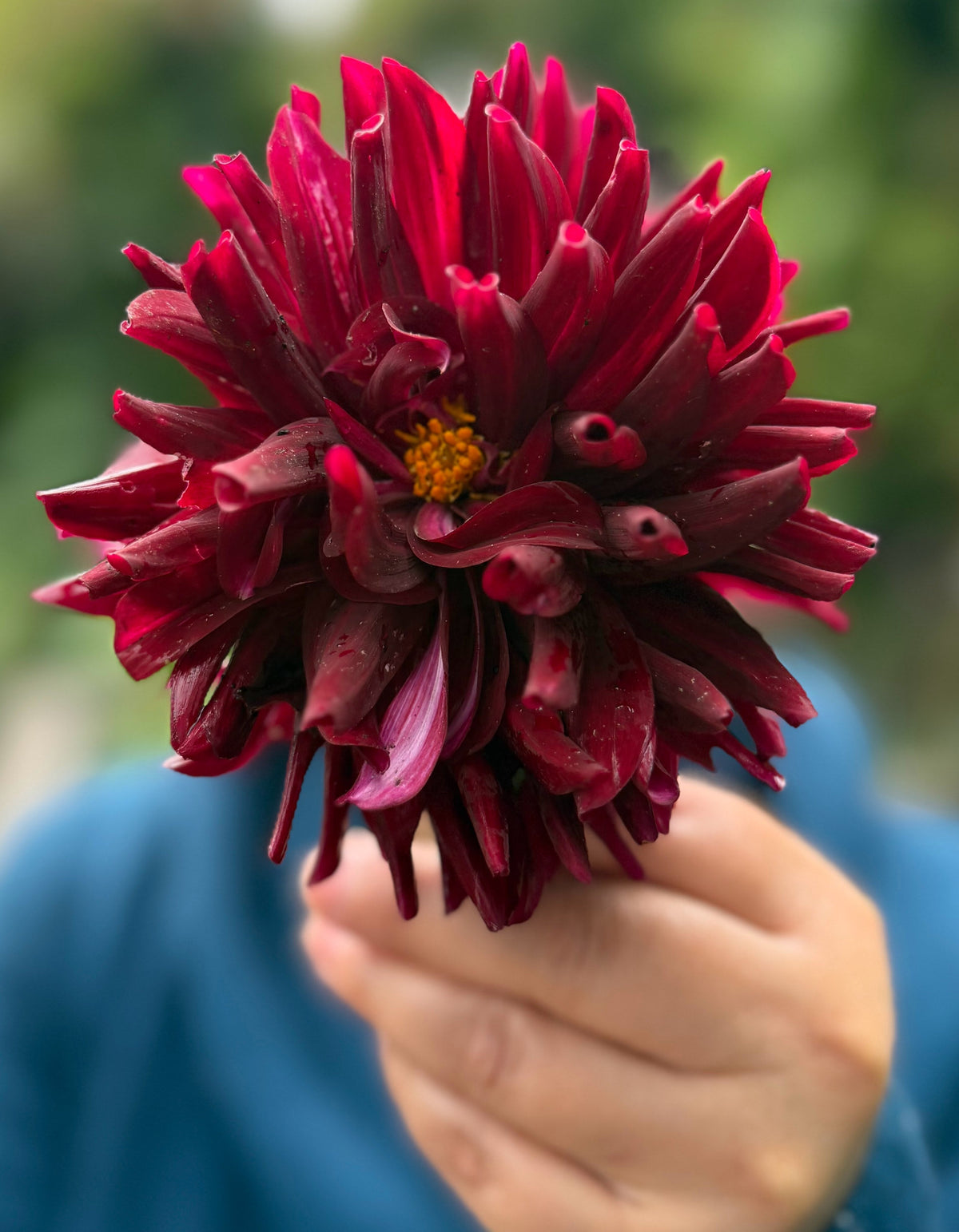 Holly Hill Black Beauty dahlia, black informal decorative bloom