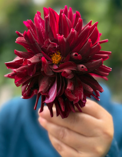 Holly Hill Black Beauty dahlia, black informal decorative bloom