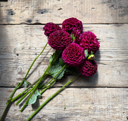 Irish Blackberry dahlia tuber — photo 2