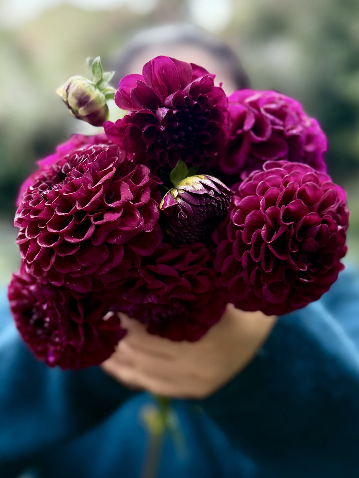 Irish Blackberry dahlia, purple ball bloom