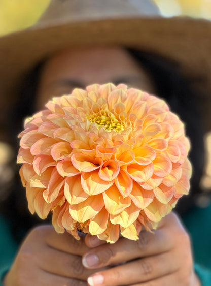 KA's® Aloha dahlia tuber — photo 2