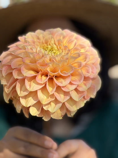 KA's® Aloha dahlia tuber — photo 3