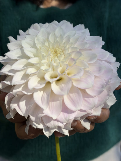 KA's® Bella Luna dahlia tuber — photo 1