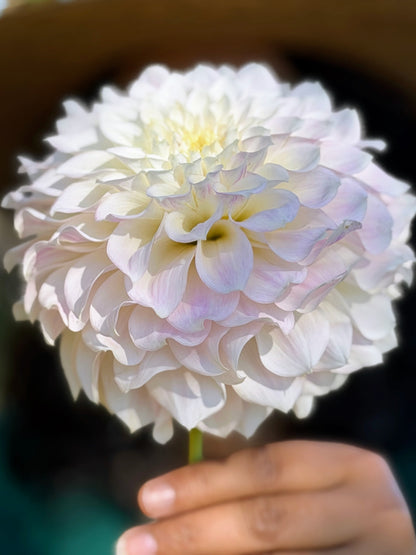 KA's® Bella Luna dahlia tuber — photo 2
