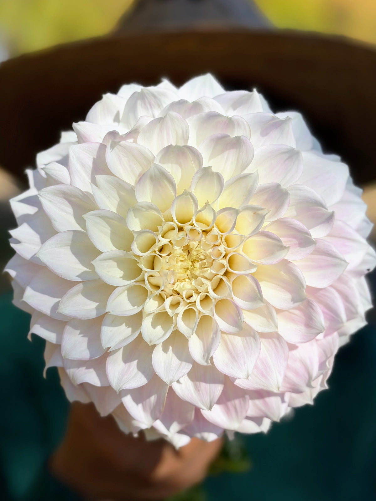KA's® Bella Luna dahlia tuber — photo 3