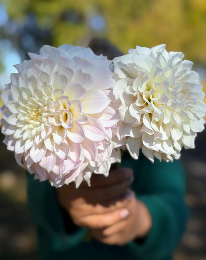 KA's® Bella Luna dahlia tuber — photo 4