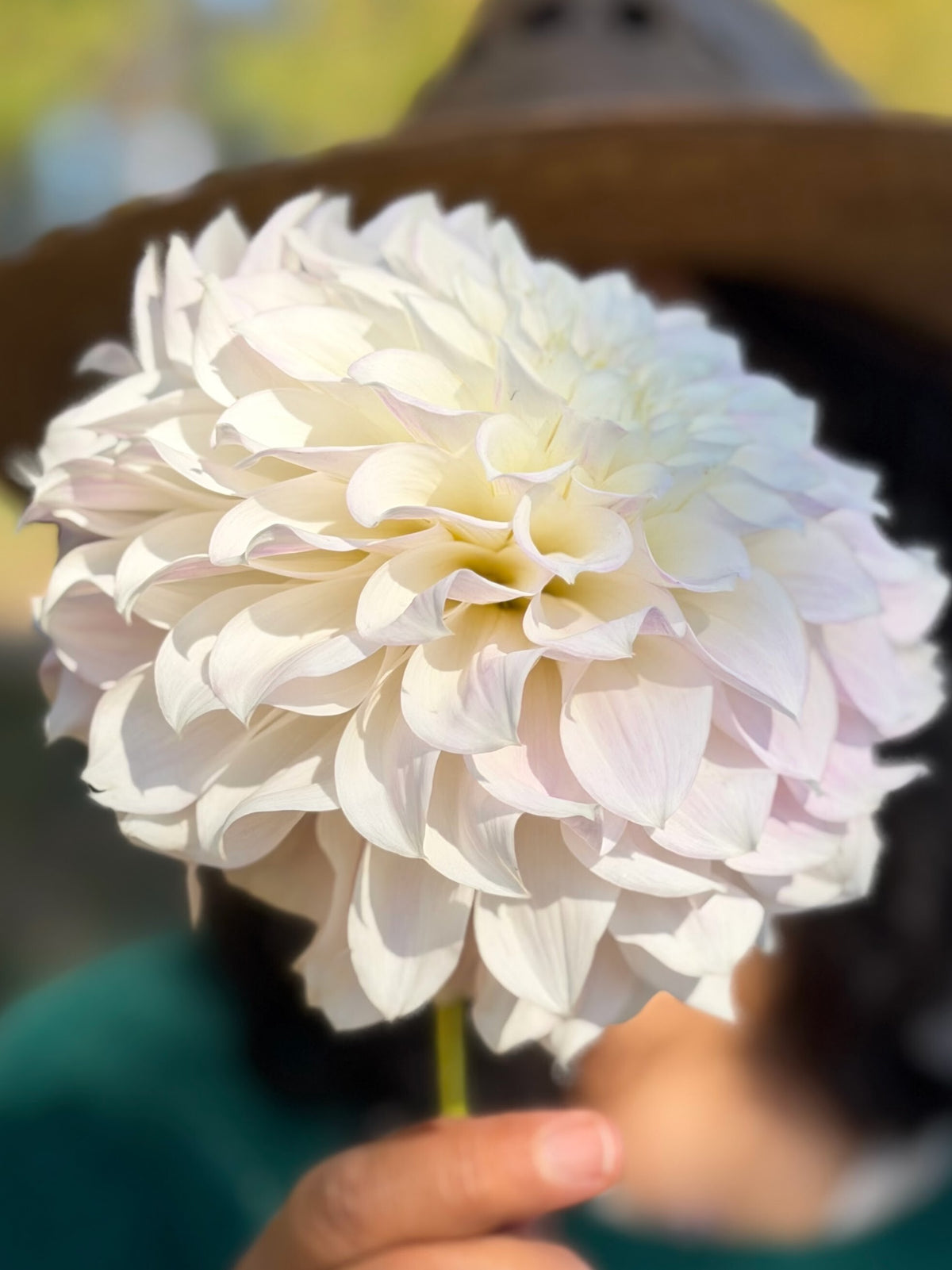 KA's® Bella Luna dahlia tuber — photo 5