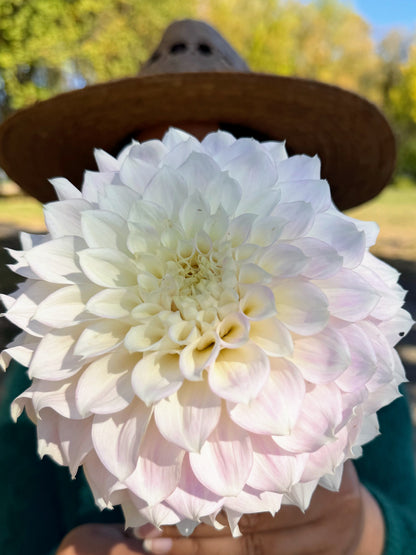 KA's® Bella Luna dahlia tuber — photo 6