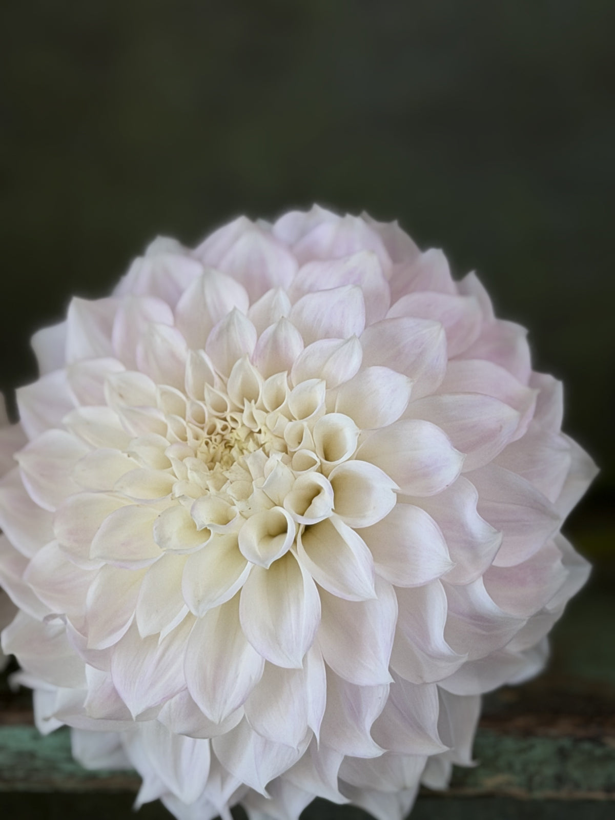 KA's® Bella Luna dahlia tuber — photo 7