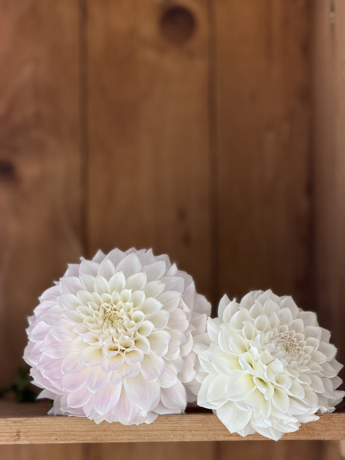 KA's® Bella Luna dahlia tuber — photo 8