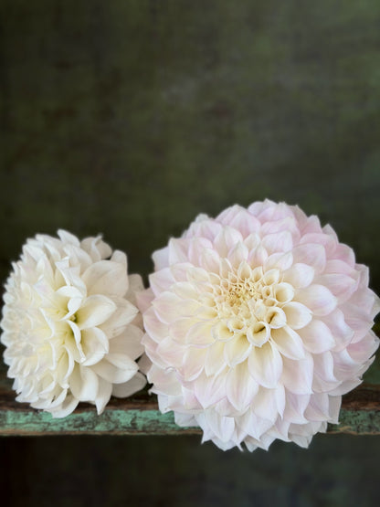 KA's® Bella Luna dahlia tuber — photo 9