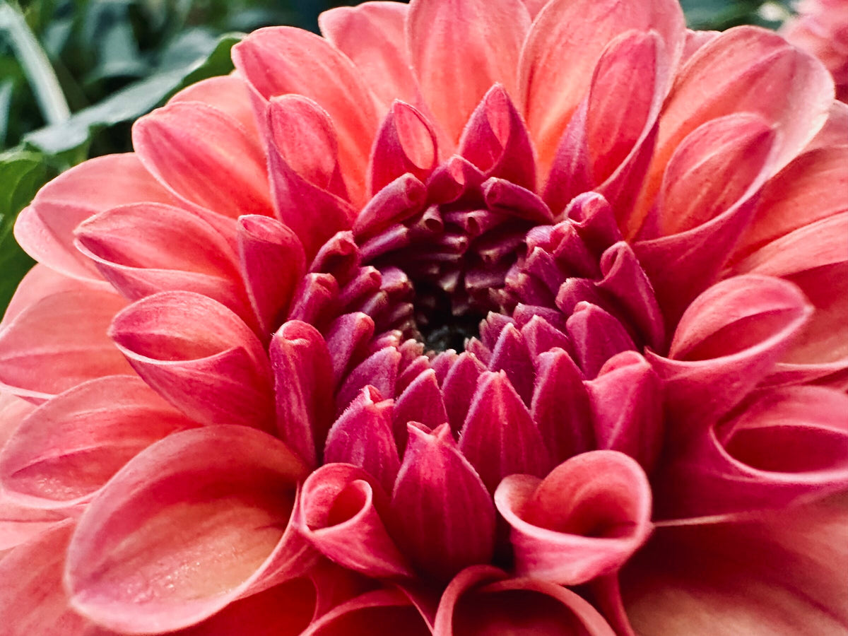 KA's Blood Orange dahlia, orange formal decorative bloom, view 2