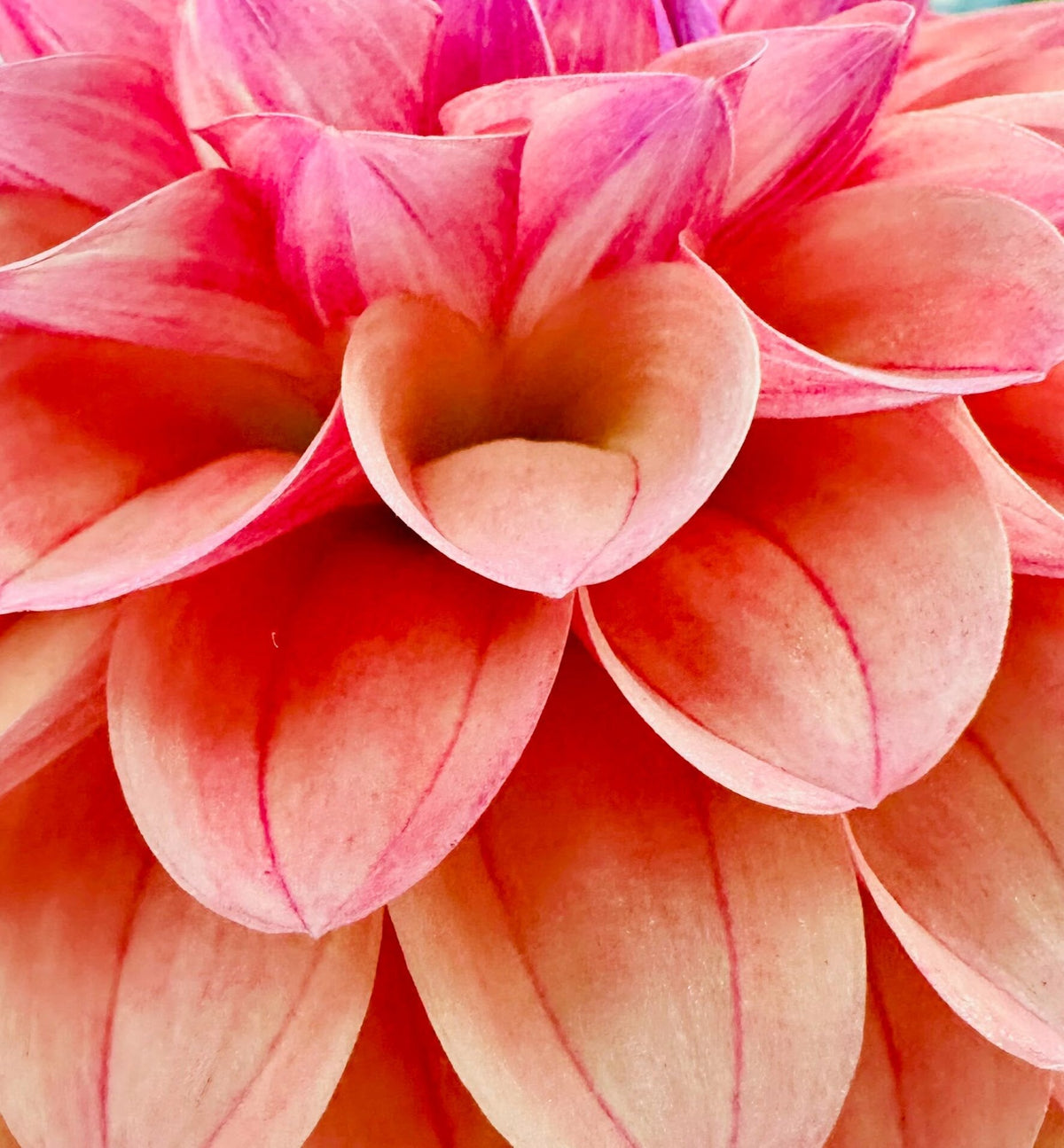 KA's Blood Orange dahlia, orange formal decorative bloom, view 3