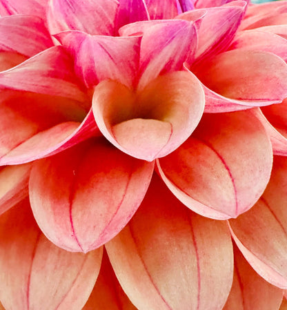 KA's Blood Orange dahlia, orange formal decorative bloom, view 3