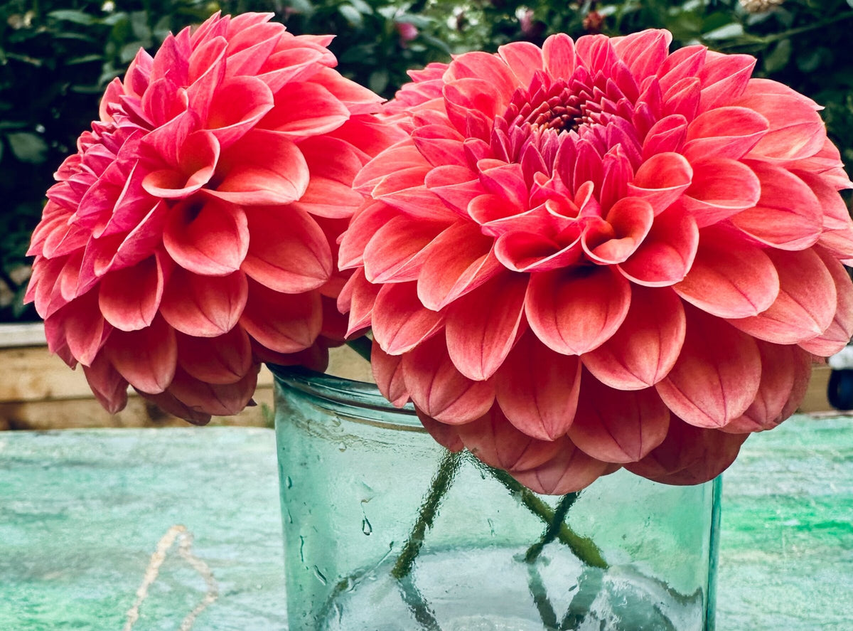 KA's Blood Orange dahlia, orange formal decorative bloom, view 4