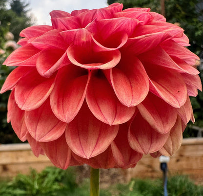 KA's Blood Orange dahlia, orange formal decorative bloom, view 5