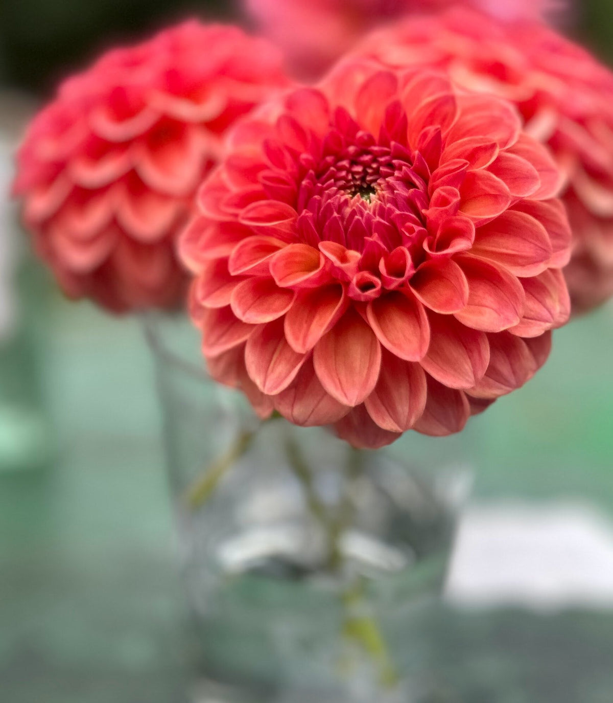 KA's Blood Orange dahlia, orange formal decorative bloom