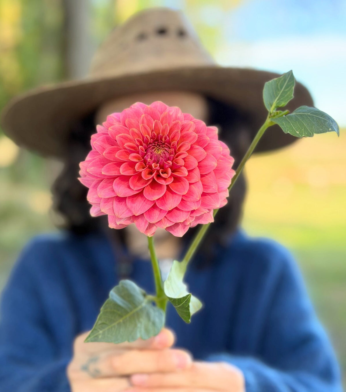 KA's Boho Peach dahlia, pink formal decorative bloom, view 2