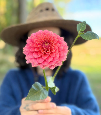 KA's Boho Peach dahlia, pink formal decorative bloom, view 2