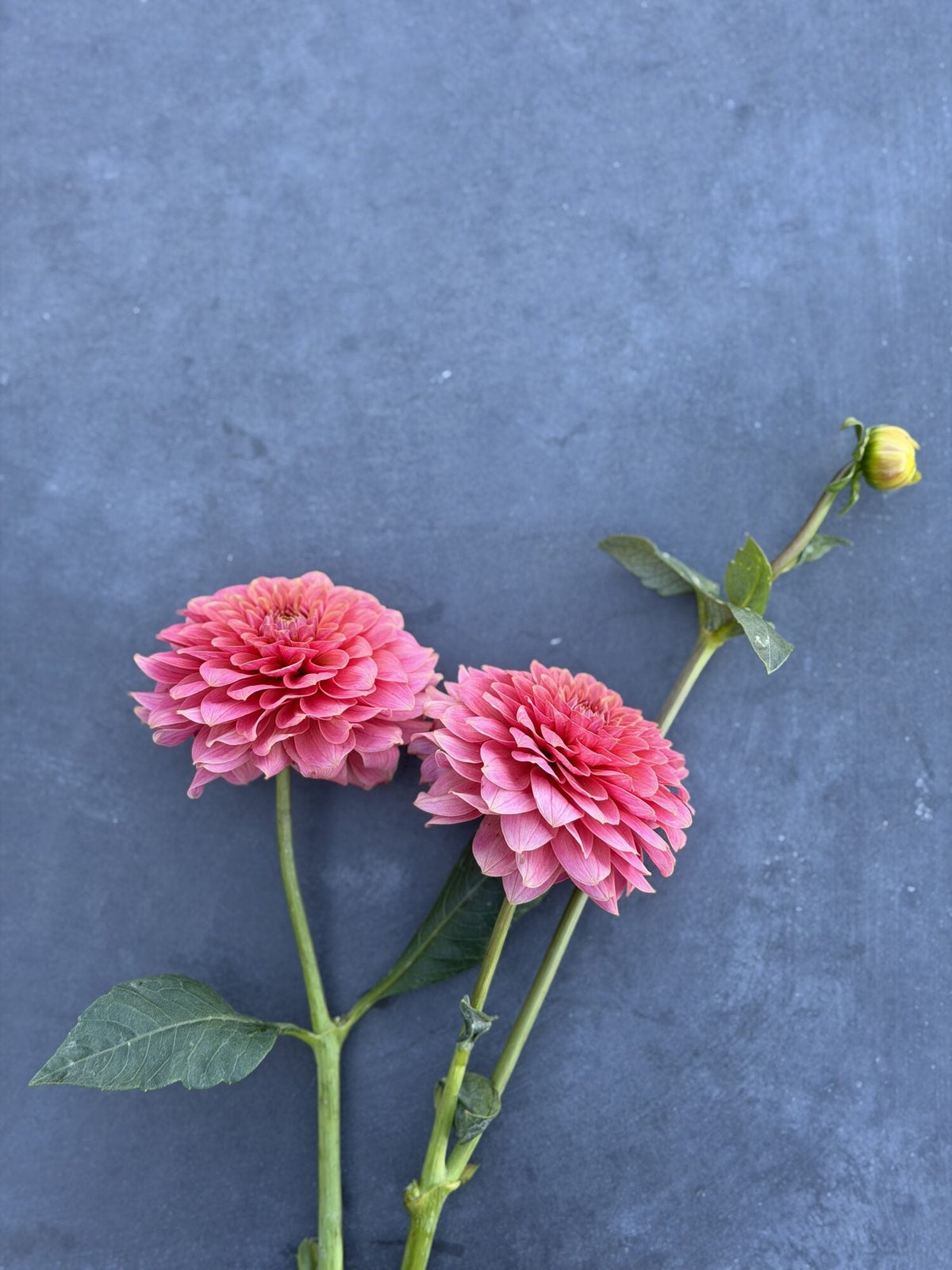 KA's Boho Peach dahlia, pink formal decorative bloom, view 3