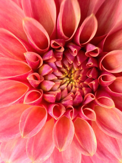 KA's Boho Peach dahlia, pink formal decorative bloom, view 4