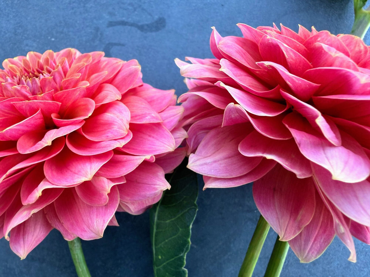 KA's Boho Peach dahlia, pink formal decorative bloom, view 5