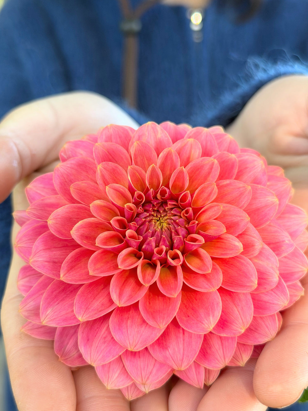 KA's Boho Peach dahlia, pink formal decorative bloom
