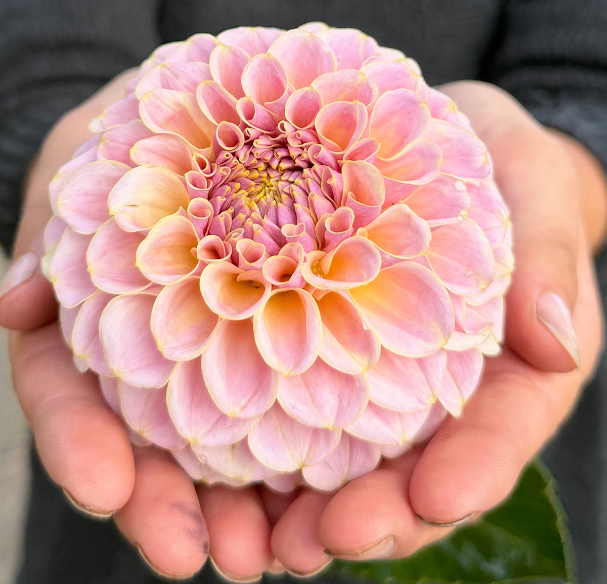 KA's Cinder Rose dahlia, pink formal decorative bloom