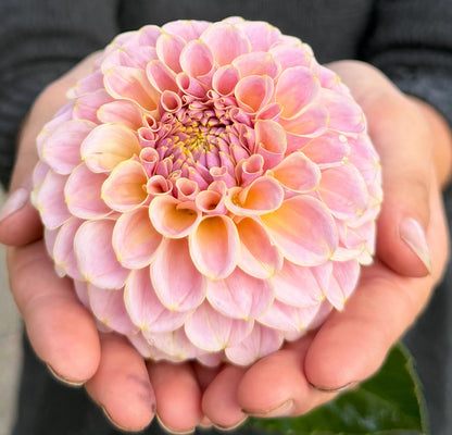 KA's Cinder Rose dahlia, pink formal decorative bloom