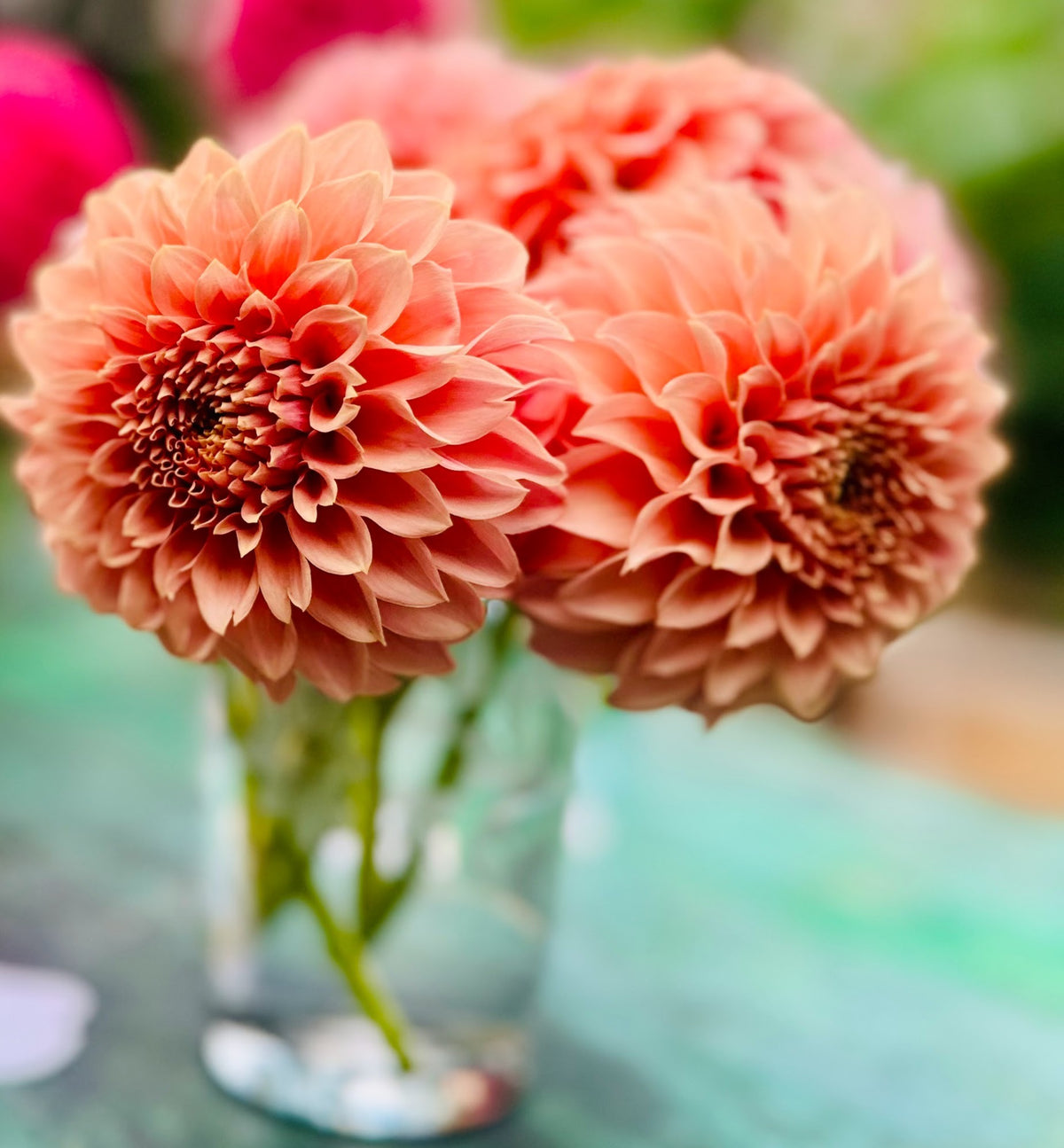 KA's® Coral Sea dahlia tuber — photo 1