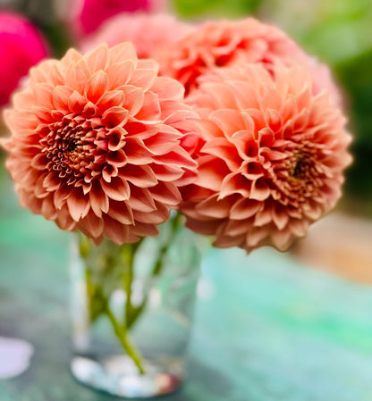 KA's® Coral Sea dahlia tuber — photo 1