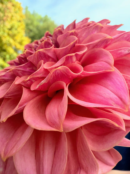 KA's® Coral Sea dahlia tuber — photo 2