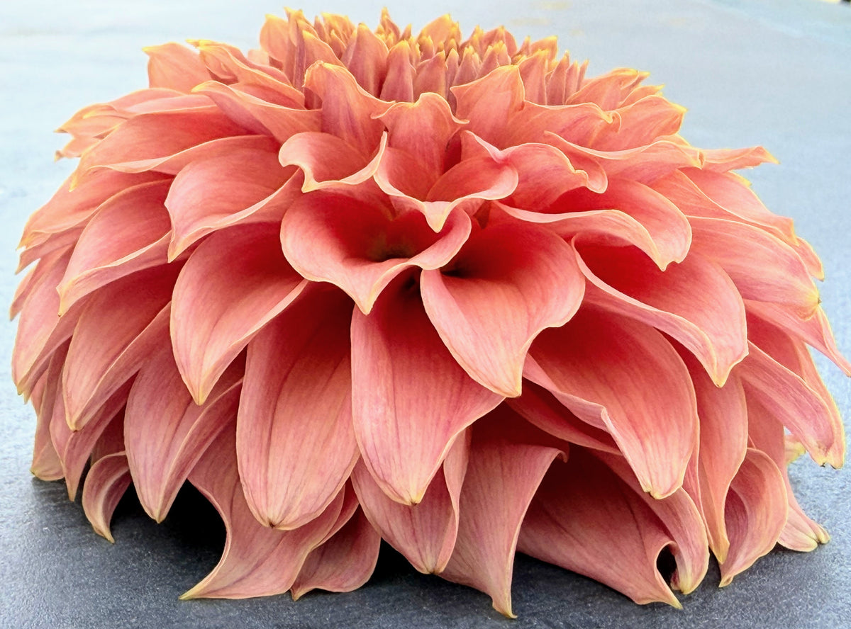 KA's® Coral Sea dahlia tuber — photo 3