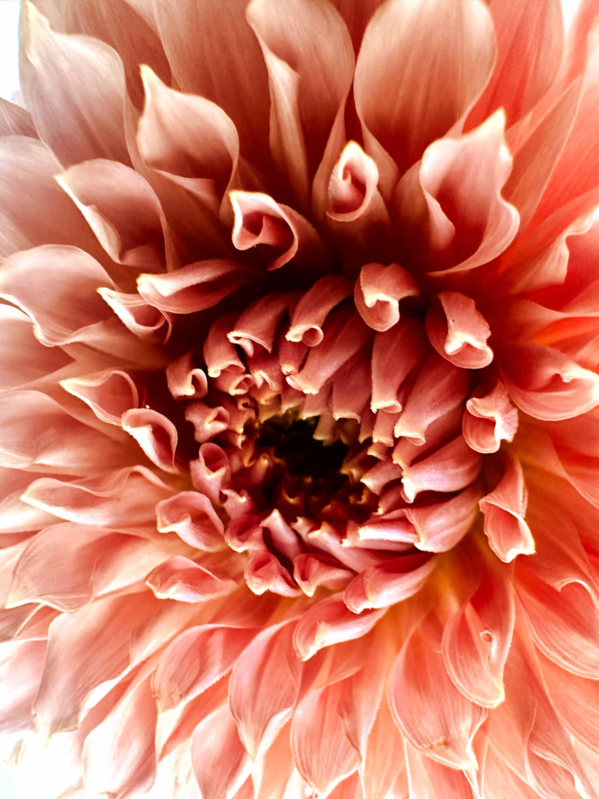 KA's® Coral Sea dahlia tuber — photo 4