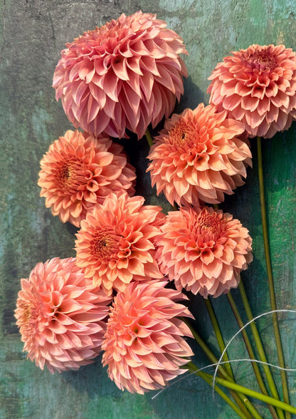 KA's® Coral Sea dahlia tuber — photo 5
