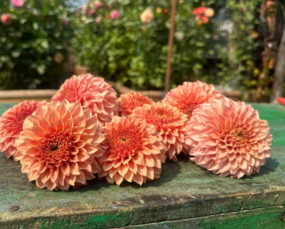 KA's® Coral Sea dahlia tuber — photo 6