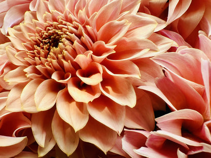 KA's® Coral Sea dahlia tuber — photo 7