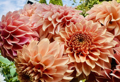KA's® Coral Sea dahlia tuber — photo 8