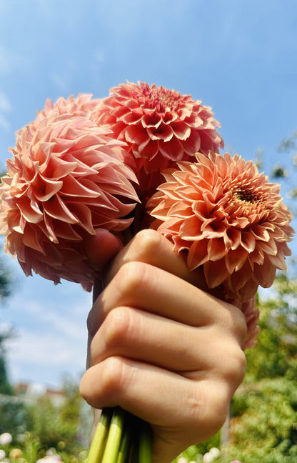 KA's® Coral Sea dahlia tuber — photo 9