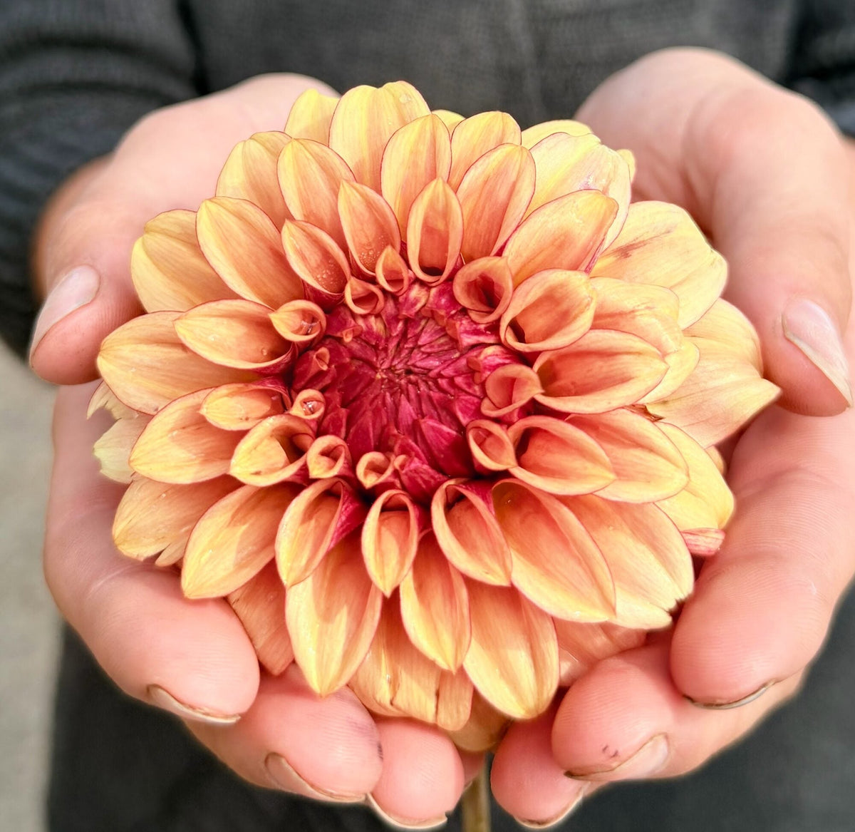 KA's Creme Brulee dahlia, yellow formal decorative bloom, view 2