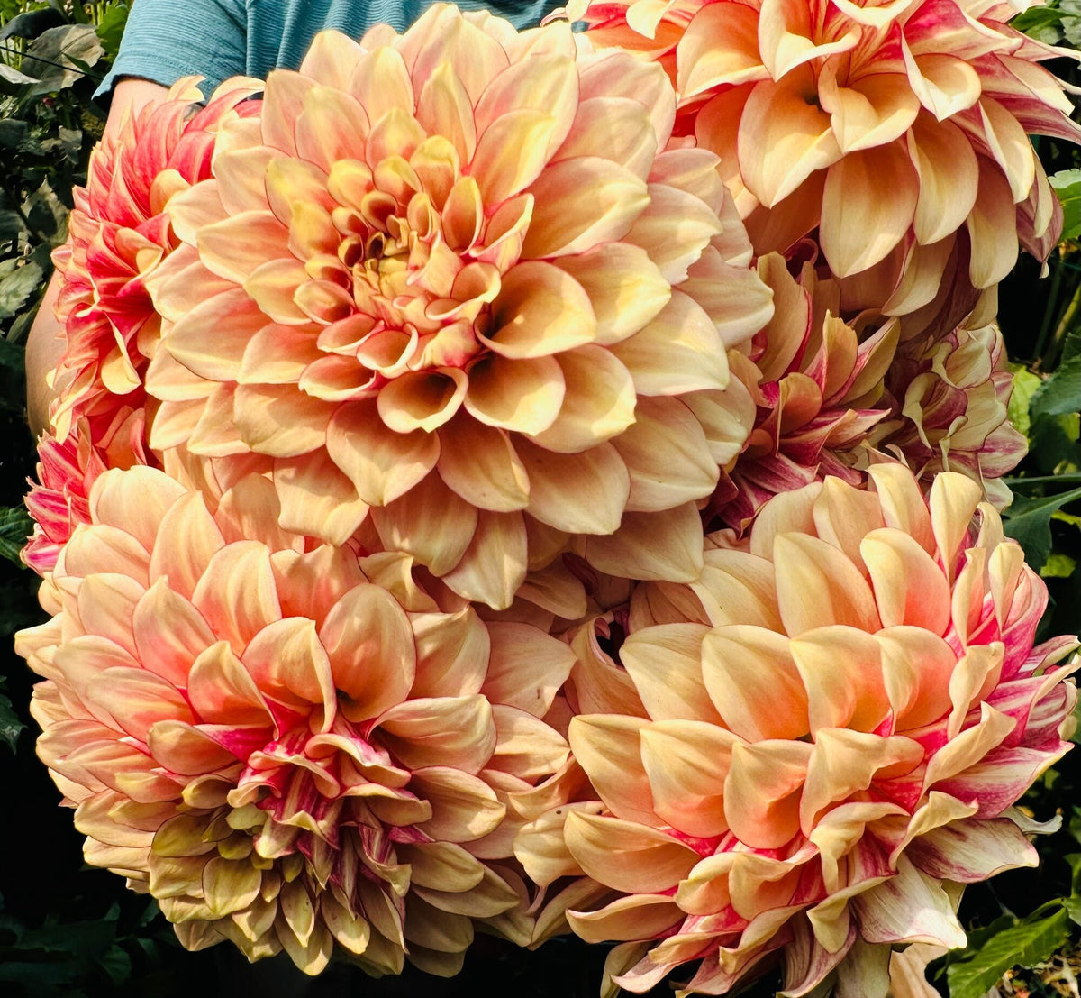 KA's Creme Brulee dahlia, yellow formal decorative bloom, view 3