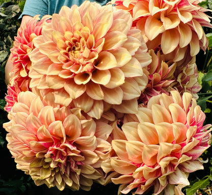KA's Creme Brulee dahlia, yellow formal decorative bloom, view 3