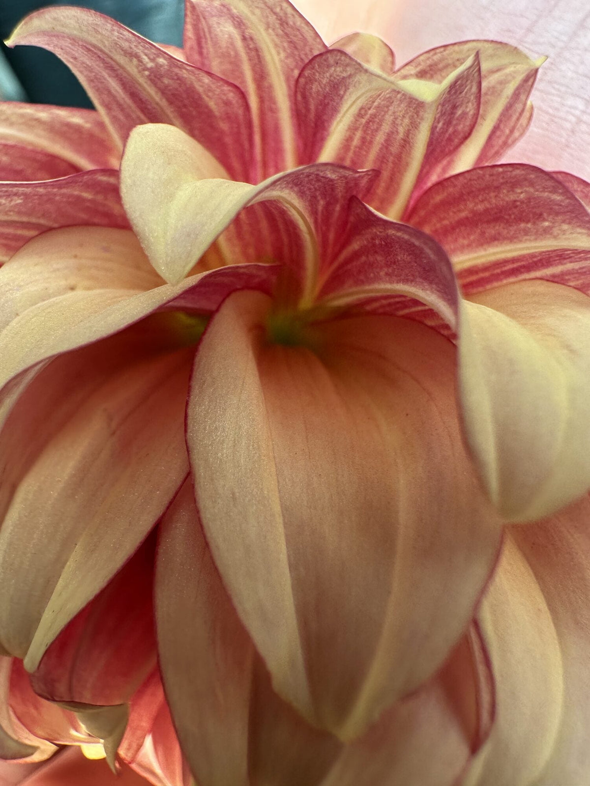 KA's Creme Brulee dahlia, yellow formal decorative bloom, view 4