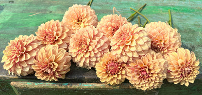 KA's Creme Brulee dahlia, yellow formal decorative bloom